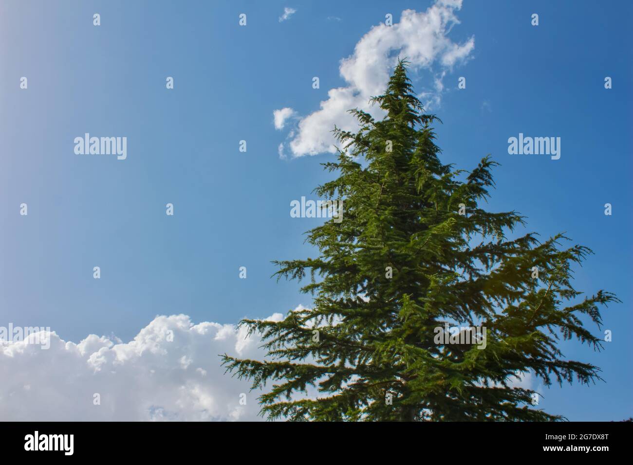Tall pine tree on cloudy blue sky background. Nature background photo ...