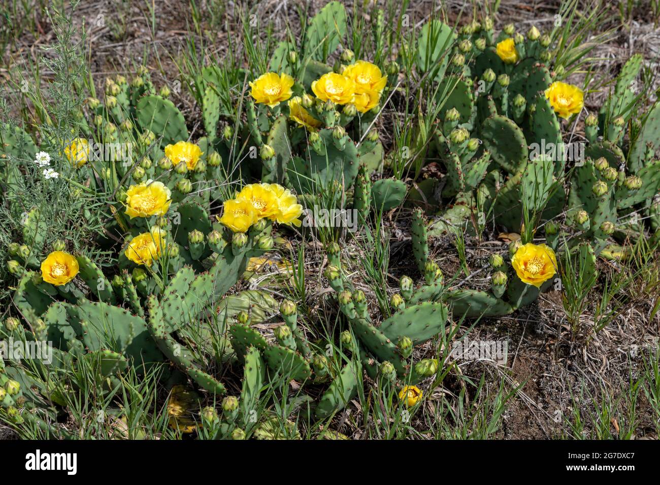Prickly Pear cactus in bloom (Opuntia humifusa), Indiana, Michigan, USA, by James D Coppinger/Dembinsky Photo Assoc Stock Photo