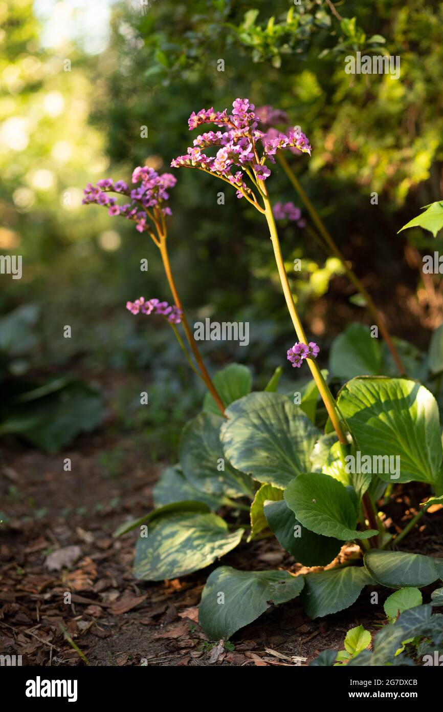 Full hd flower hi-res stock photography and images - Alamy