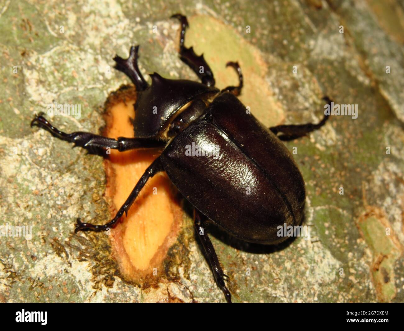 Stag beetle with its food on a weathered surface Stock Photo Alamy