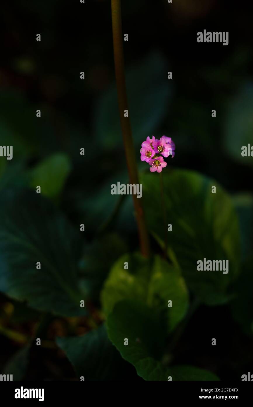 Beautiful pink flower in the forest Stock Photo - Alamy