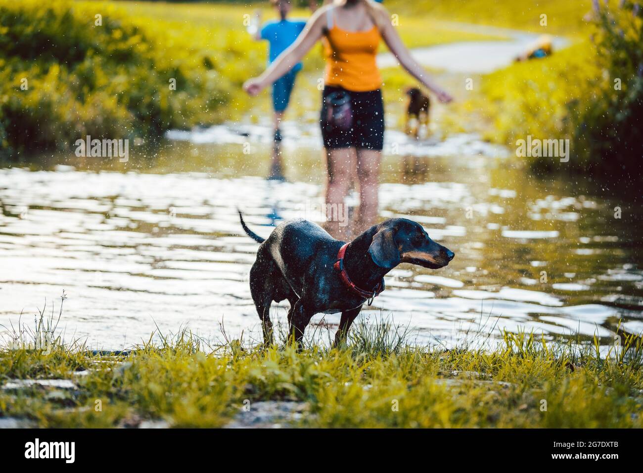 Dog swimming though a pond towards the camera Stock Photo - Alamy