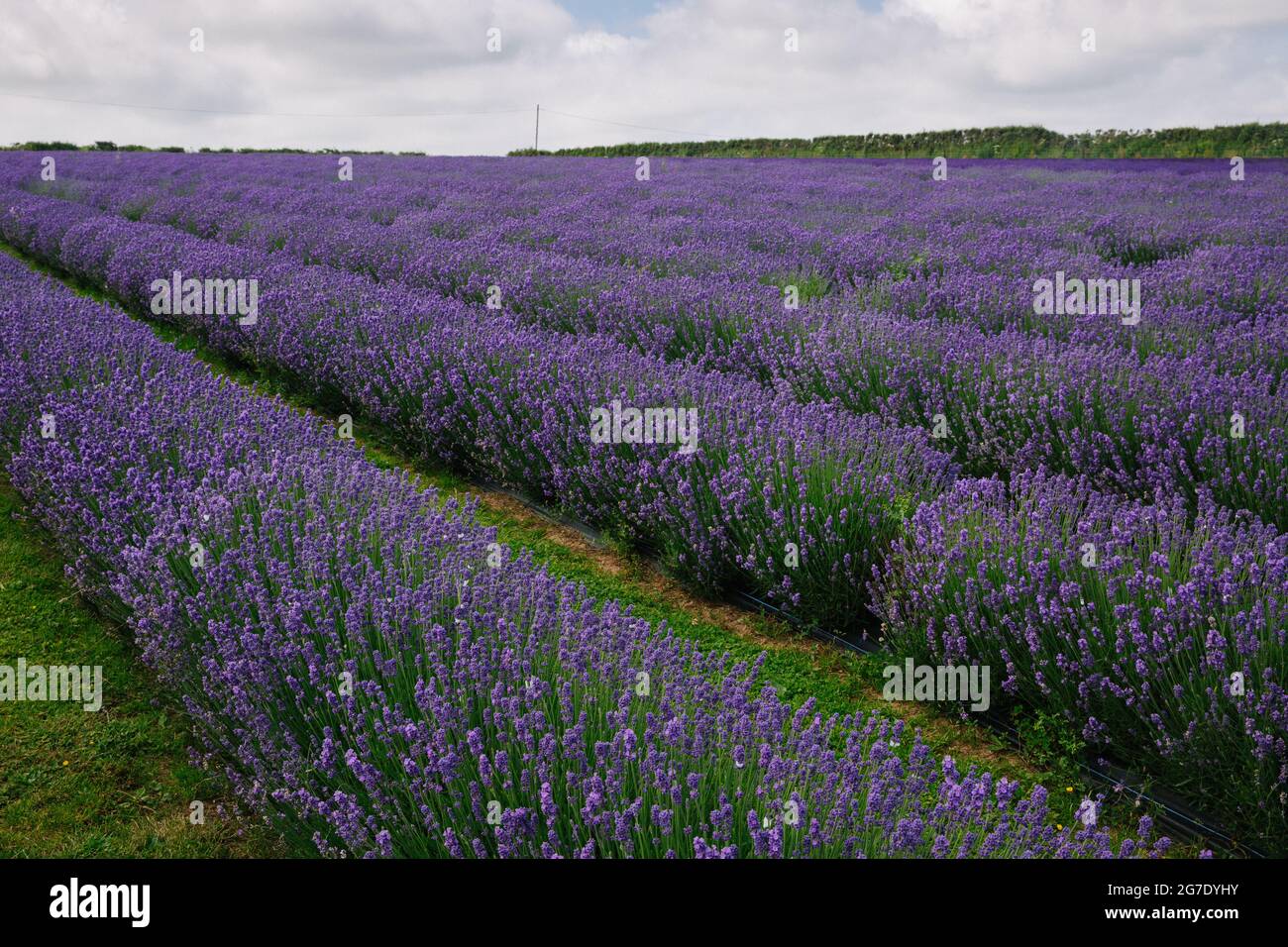 Rows of farmed lavender flowers on a Lavender farm Stock Photo
