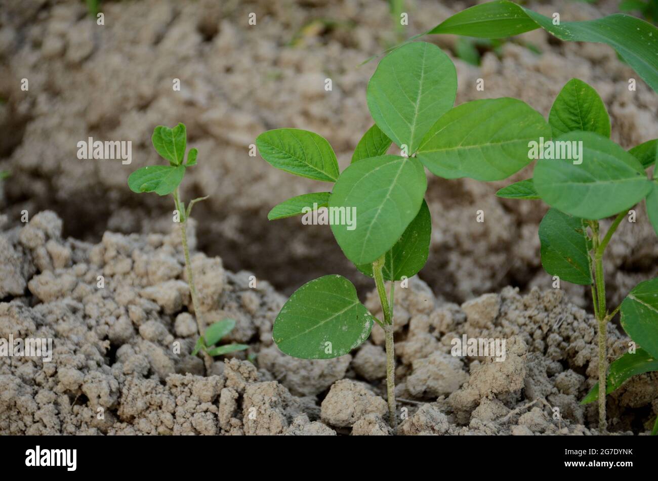 closeup the green beans plant soil heap in the farm over out of focus