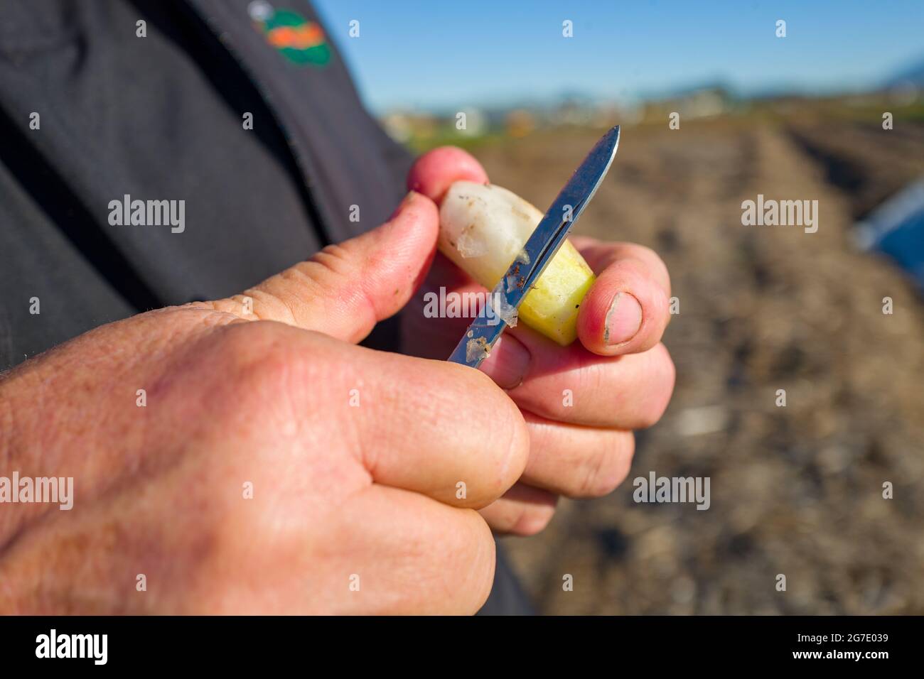 Human hands of a person using a knife to carve a vegetable at CoCo San Sustainable Farm, an experimental farm which uses recycled water to grow plants for local schools in Martinez, California, January 24, 2019. () Stock Photo