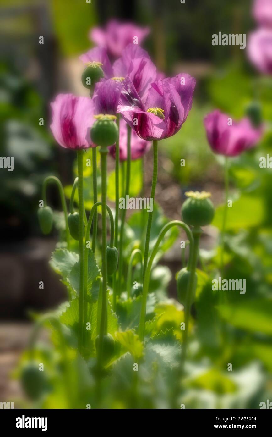 Glowing Papaver somniferum, opium poppy, Breadseed poppy, flowers backlit in a out of focus garden setting Stock Photo