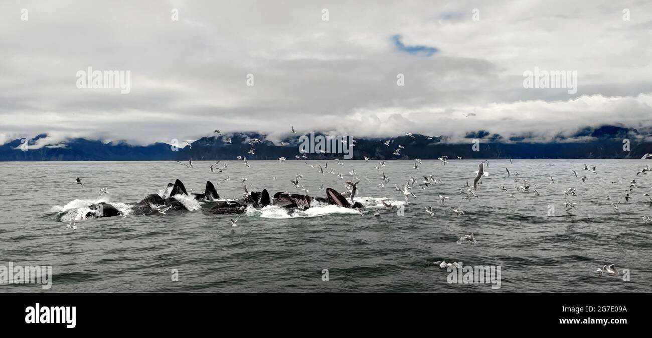 Group of whales in Alaska Stock Photo