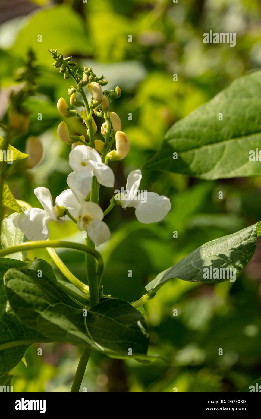 Lima Bean - Fagiolo Di Spagna (Phaseolus Lunatus), Stock Photo