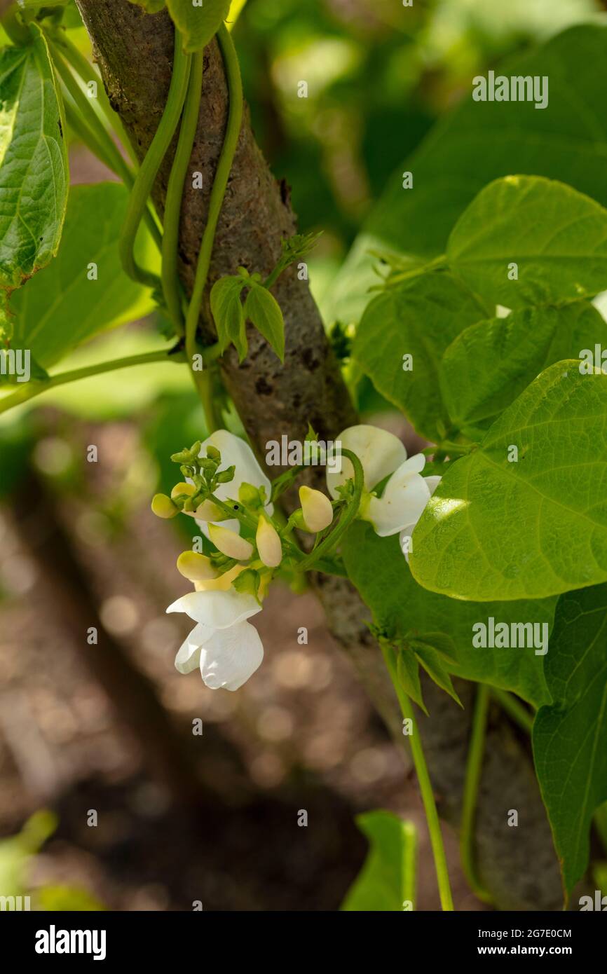 Lima Bean - Fagiolo Di Spagna (Phaseolus Lunatus), Stock Photo