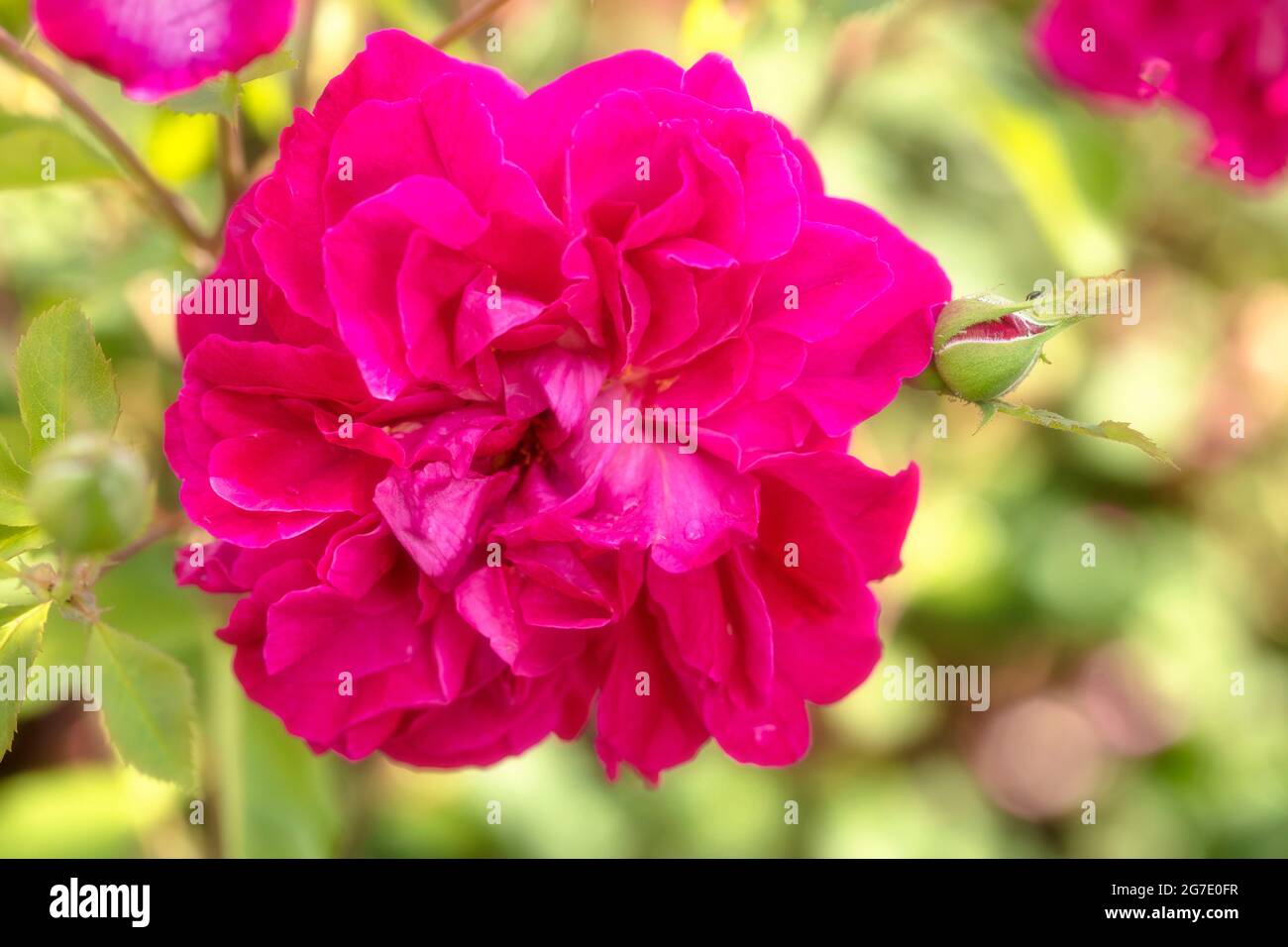 Vibrant Rosa Tam O'Shanter = ‘Auscerise’, rose - Tam O’Shanter, Rosa ...