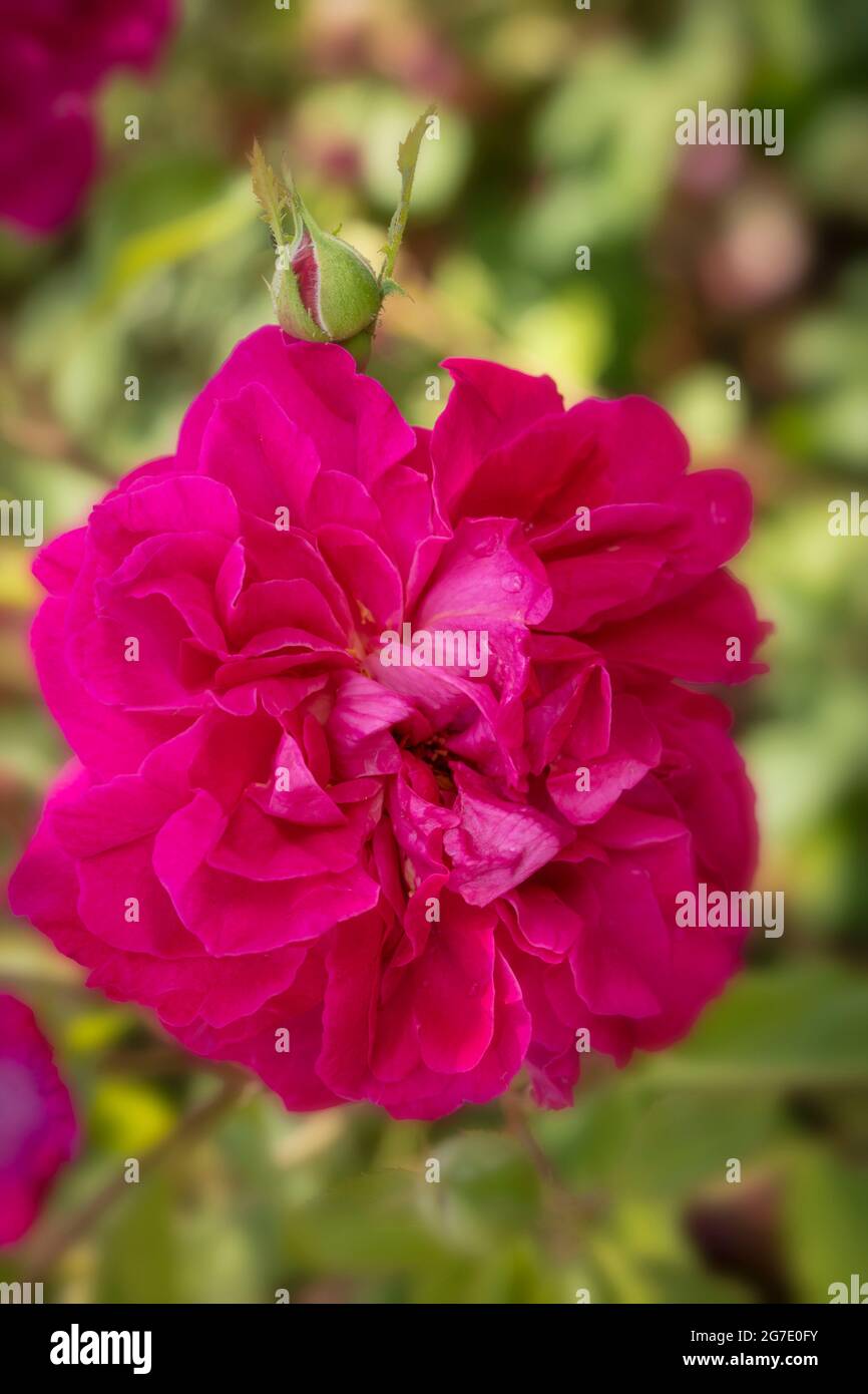 Vibrant Rosa Tam O'Shanter = 'Auscerise', rose - Tam O'Shanter, Rosa  'Auscerise', flower and bud in bright sunshine with background foliage  Stock Photo - Alamy