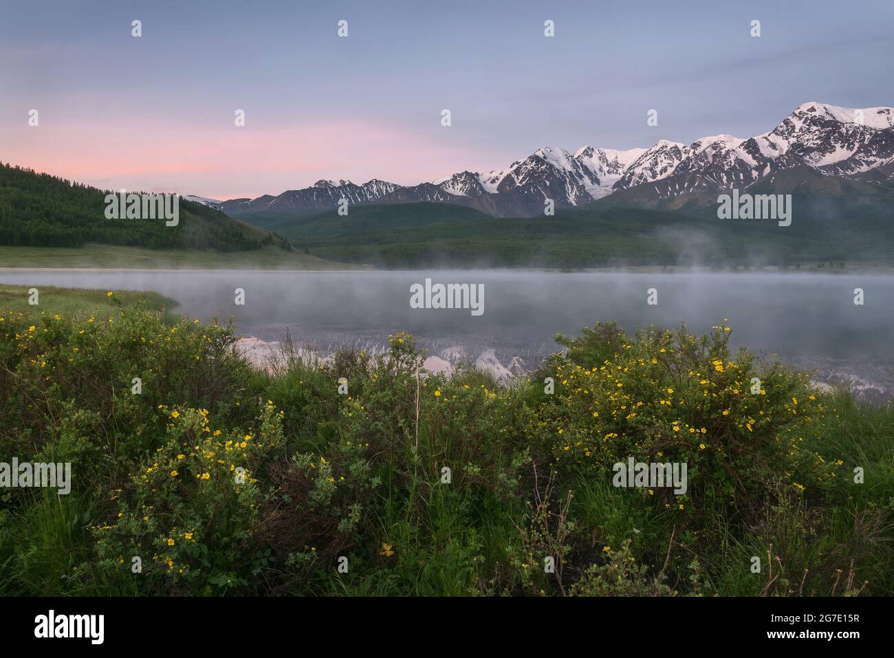 Amazing delicate pink dawn over mountains covered with snow and forest, fog over the lake, reflections and bushes of Kuril tea (Dasiphora) on the shor Stock Photo