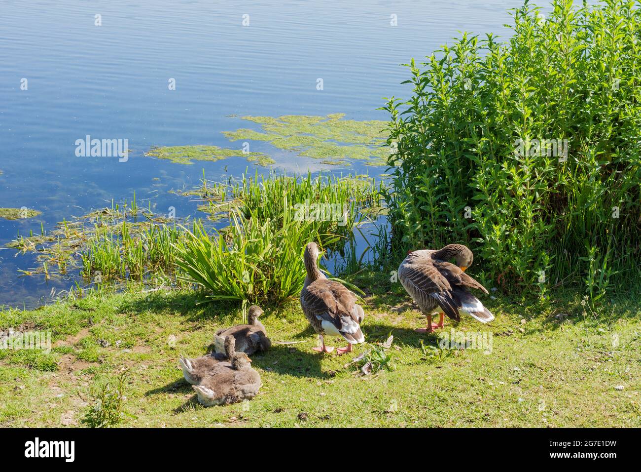 Greylag Geese (anser anser) beside a lake in Dorset, United Kingdom Stock Photo