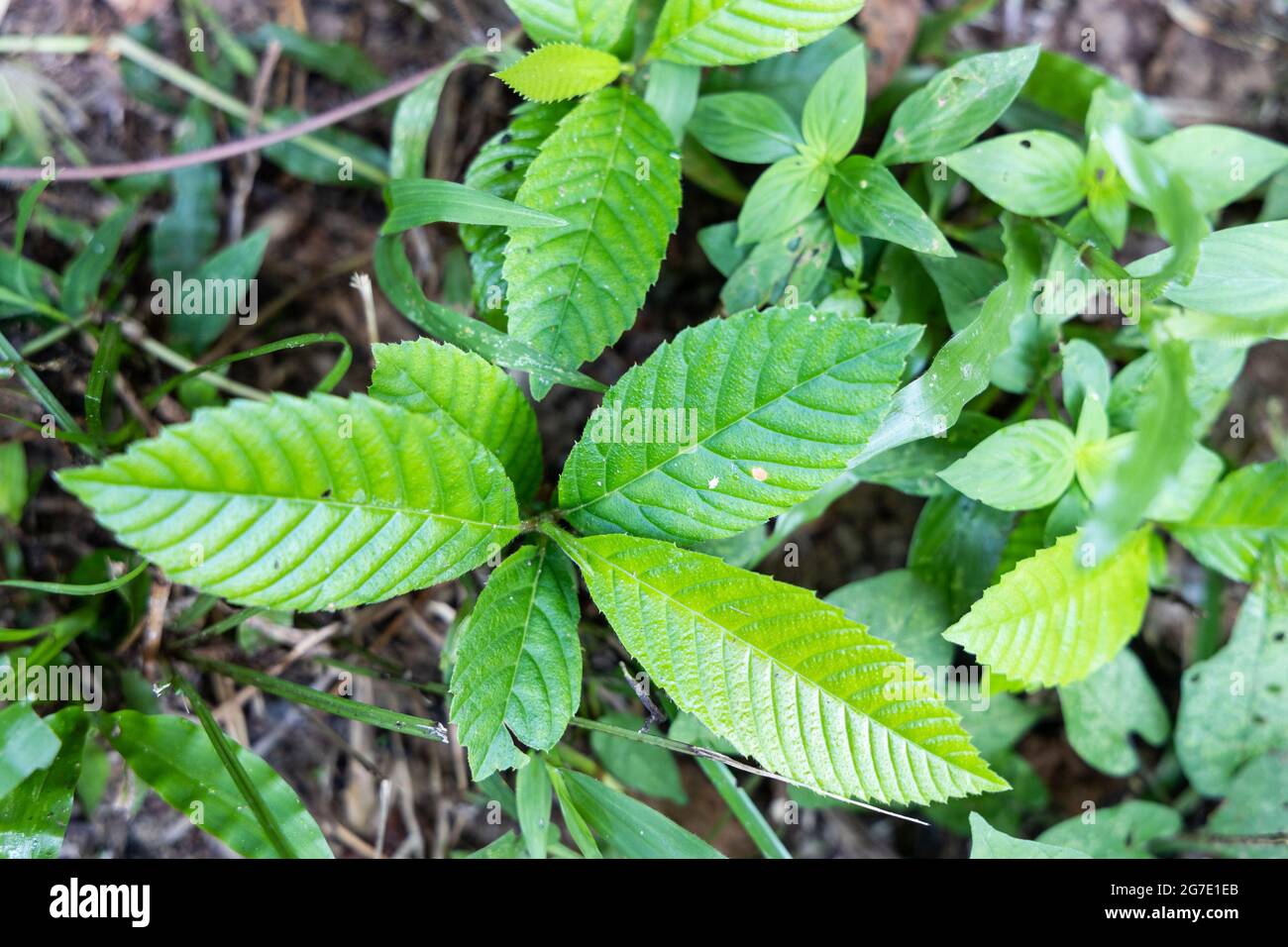Sandpaper tree leaf is widely used as a natural sandpaper and as a