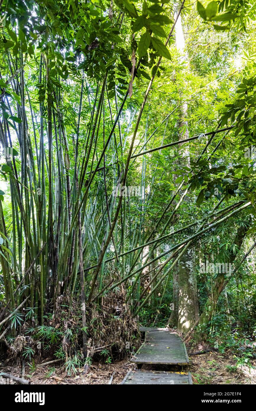 Scenic wooden broadwalk trail at Taman Negara National Park, Malaysia Stock Photo