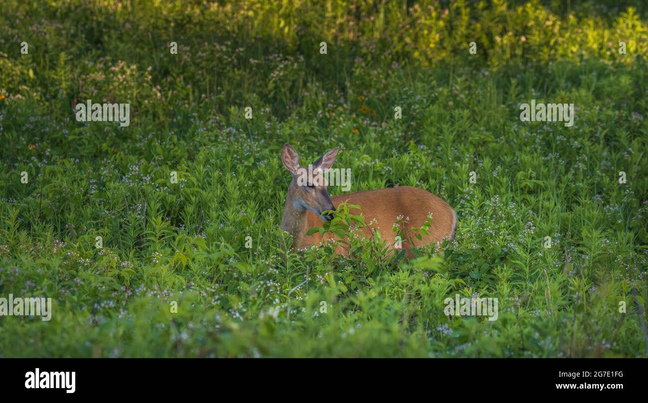 White-tailed doe in a summer field of spreading dogbane. Stock Photo