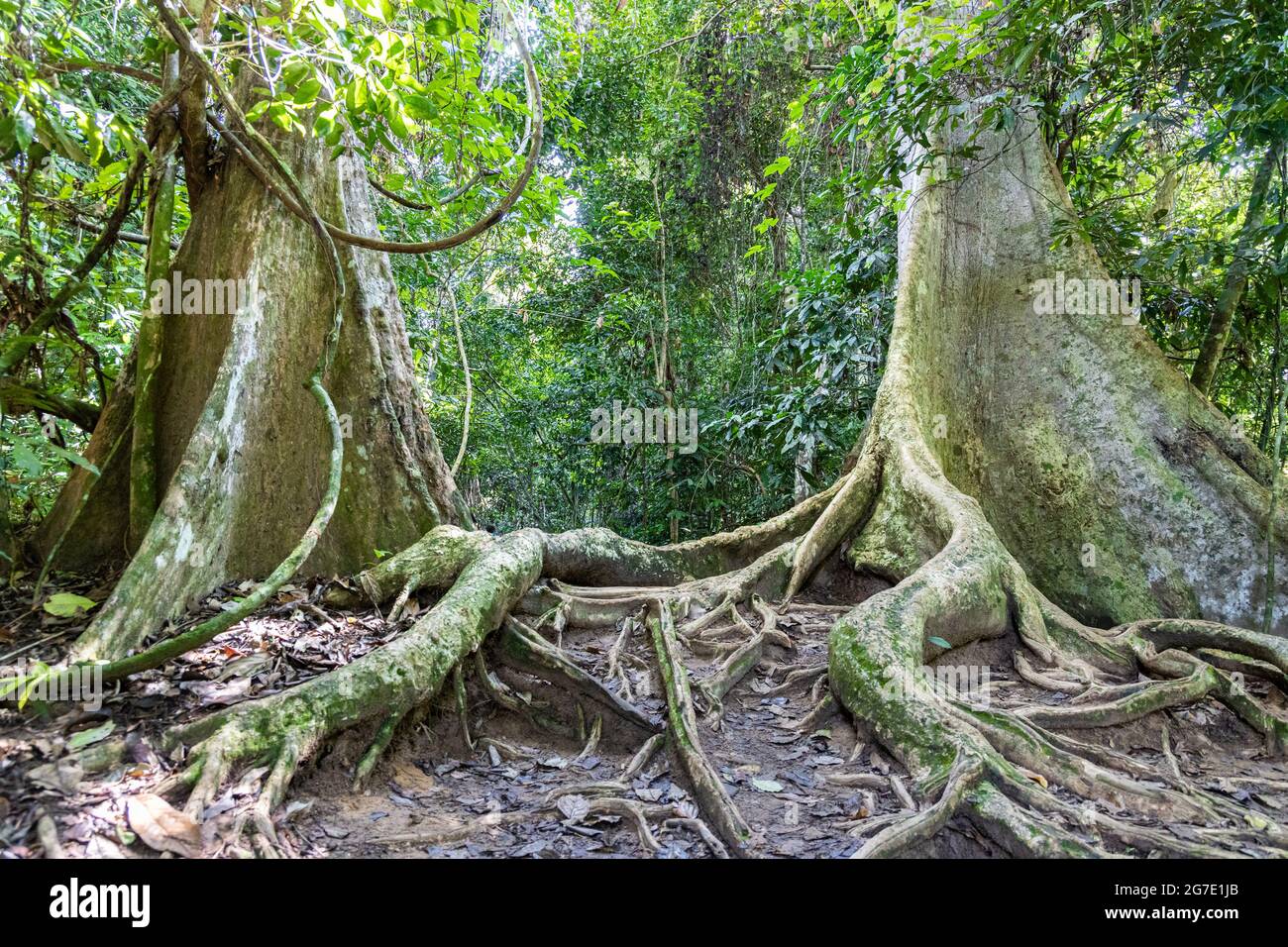Big trunk tualang tree with huge roots at Taman Negara National Park,  Pahang Stock Photo - Alamy