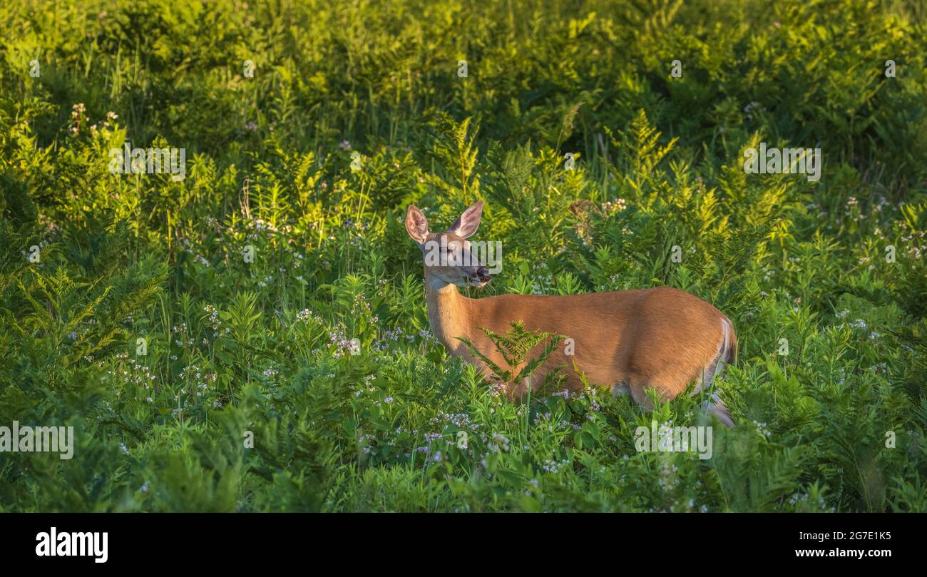 White-tailed doe in a summer field of spreading dogbane. Stock Photo