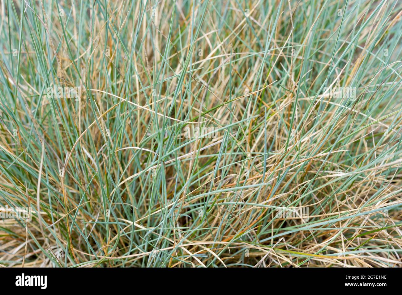 Festuca glauca 'intense blue' grass closeup Stock Photo