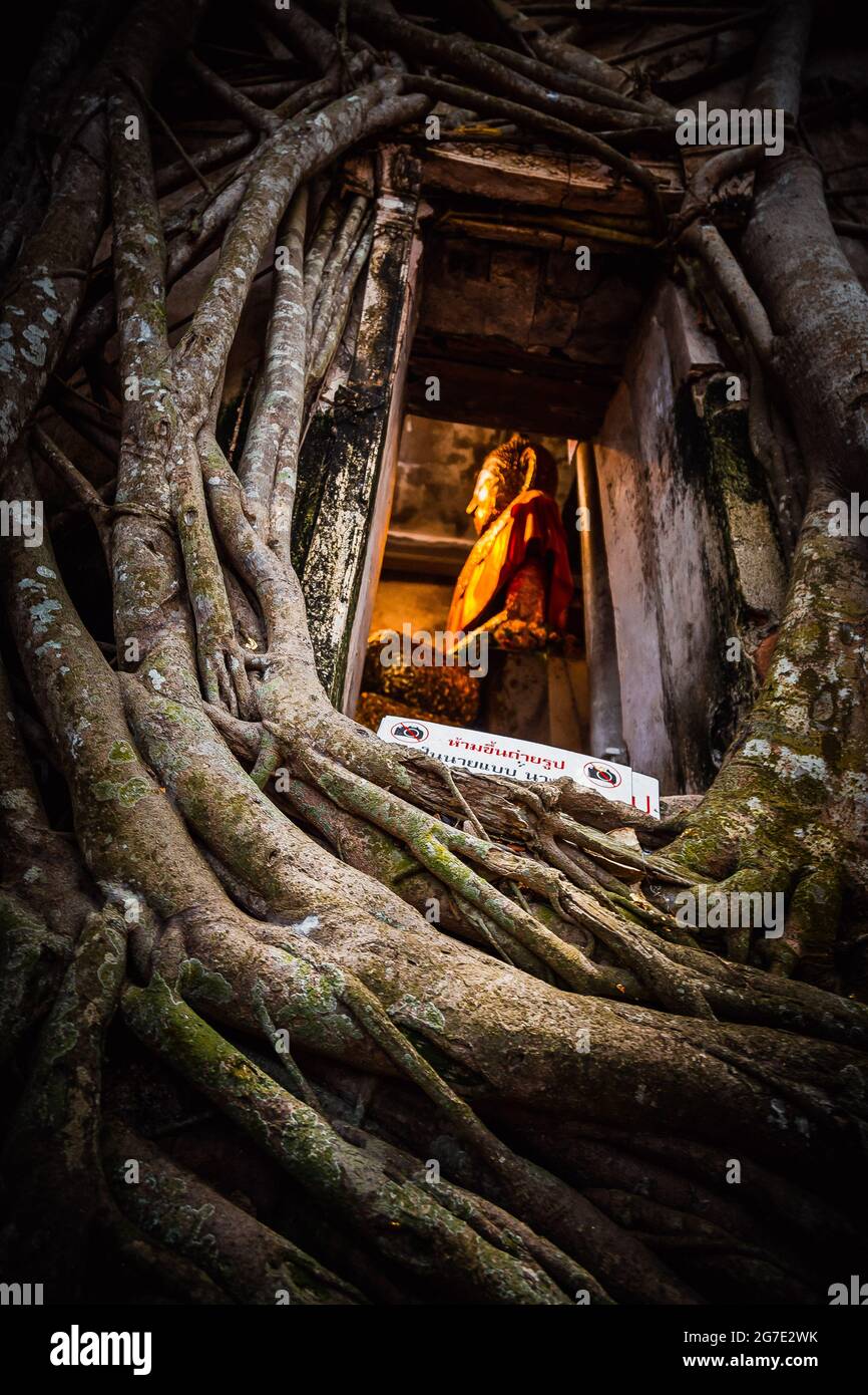 Old Buddha statue covered with trees roots in Wat Bang Kung Camp, Prok Bodhi Ubosot, in Samut Songkhram, Thailand Stock Photo