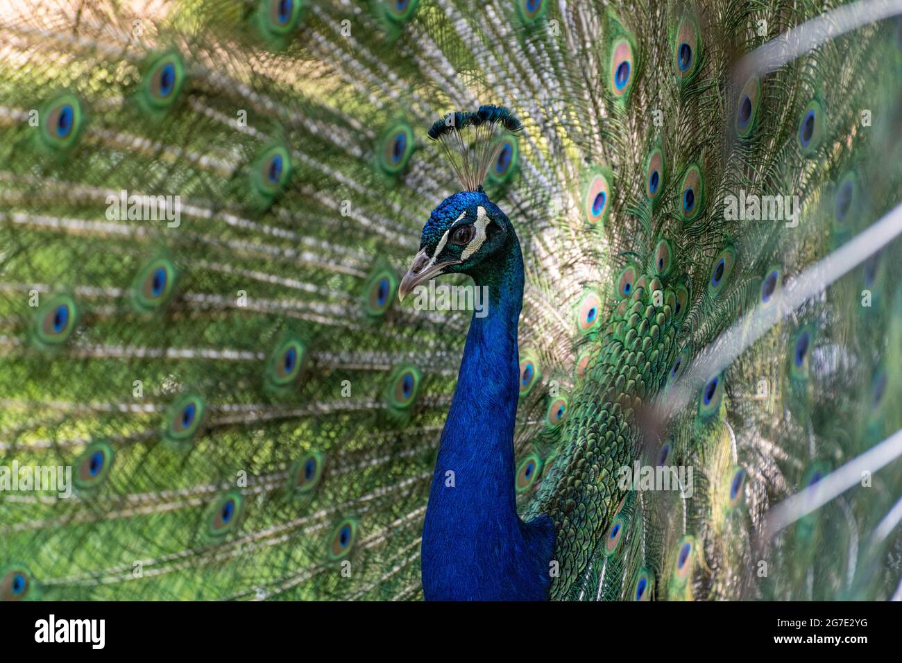 close up portrait of a displaying peacock Stock Photo