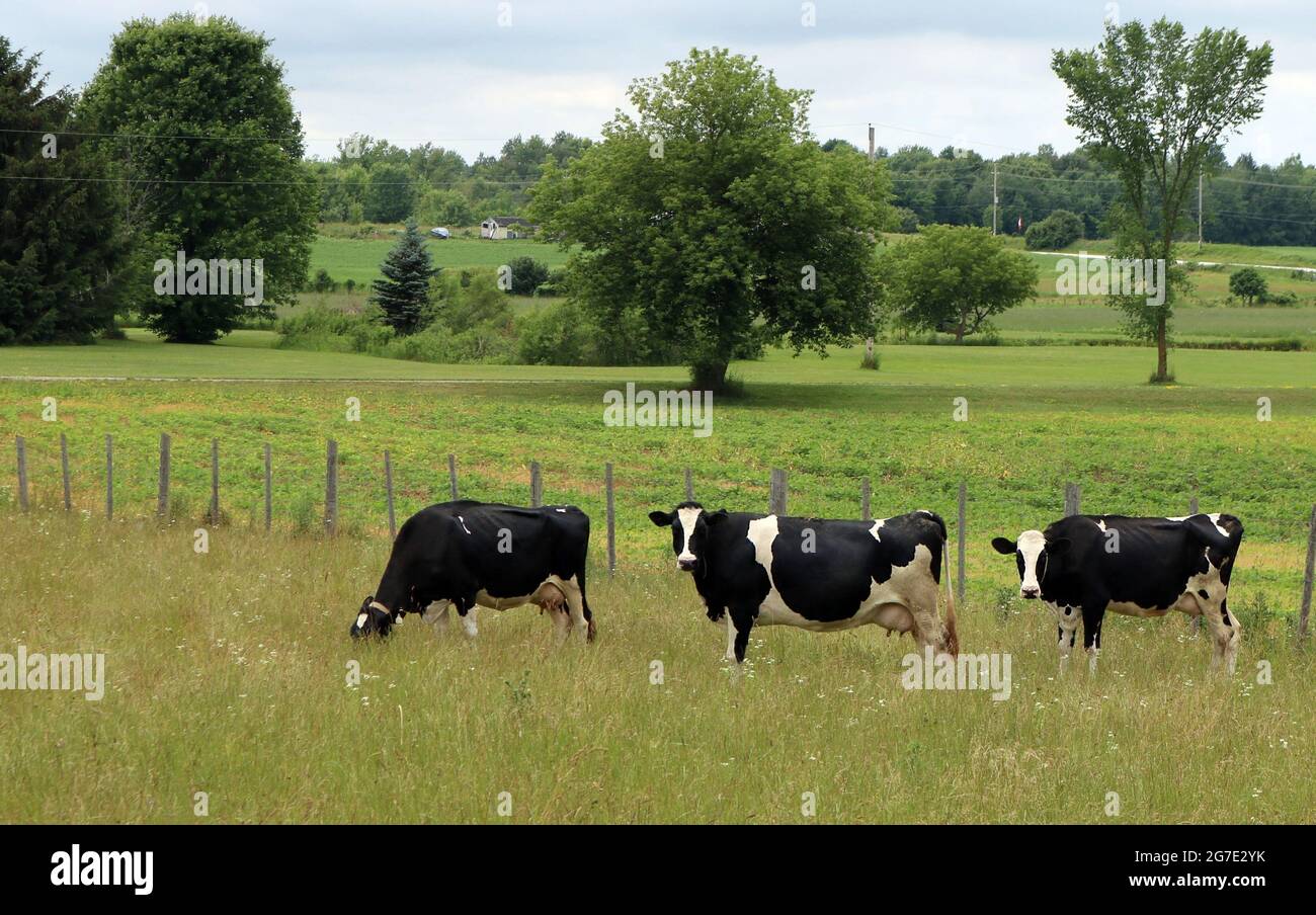 Three black and white cows standing in the pasture field Stock Photo ...
