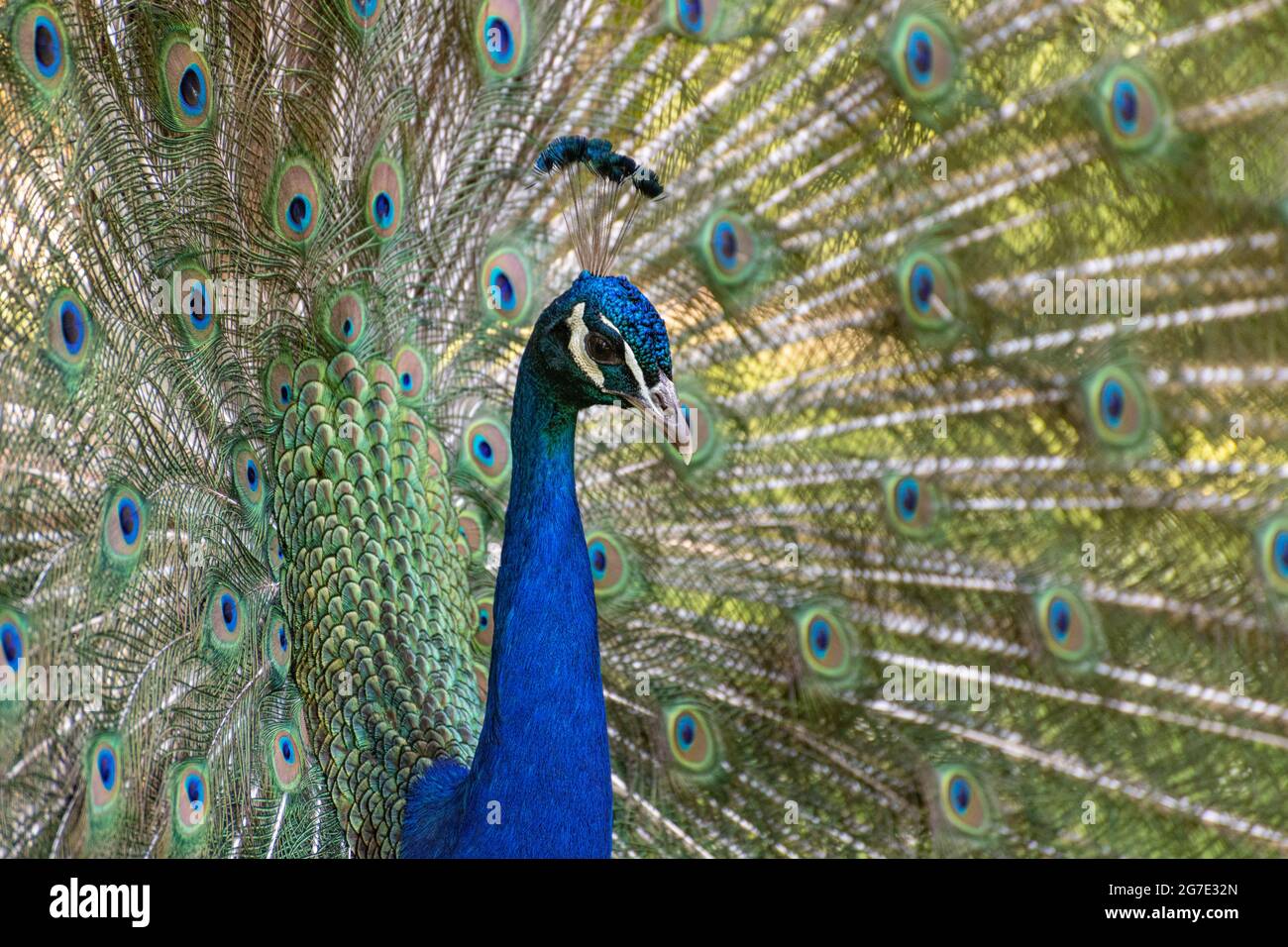 close up of a peacock head against its plume of feathers Stock Photo