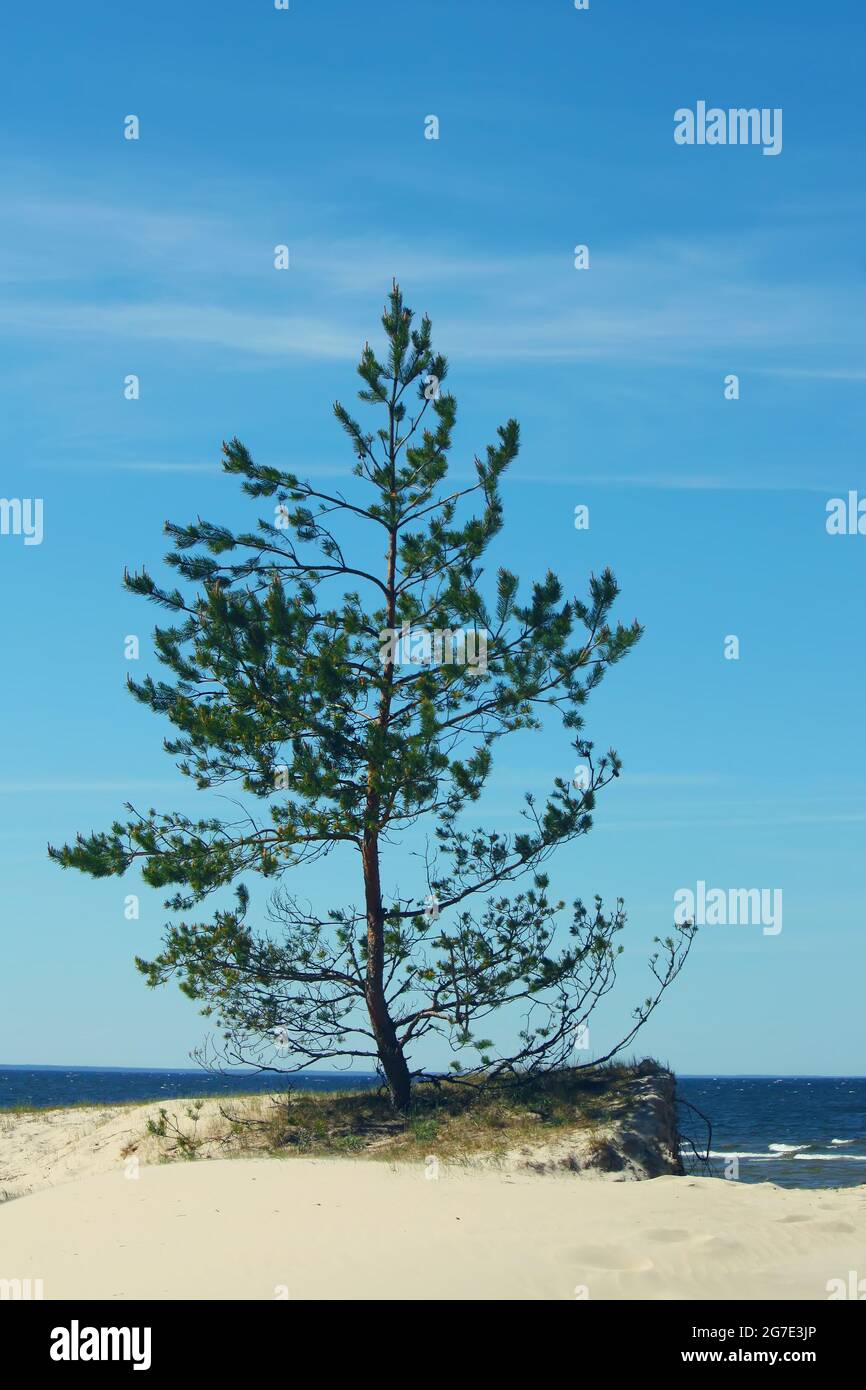 Pine growing on the sandy beach on blue sky background Stock Photo - Alamy