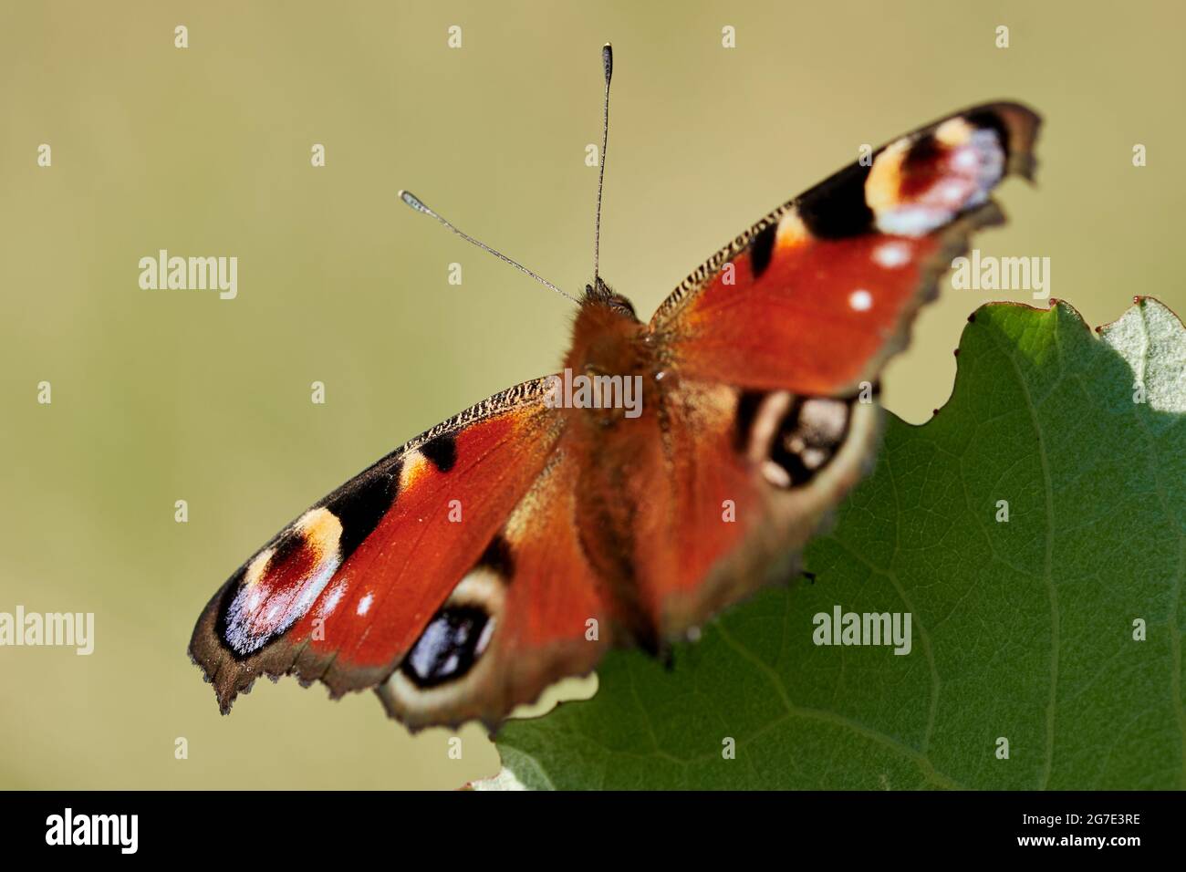 European peacock butterfly (Aglais io) on a leaf Stock Photo - Alamy