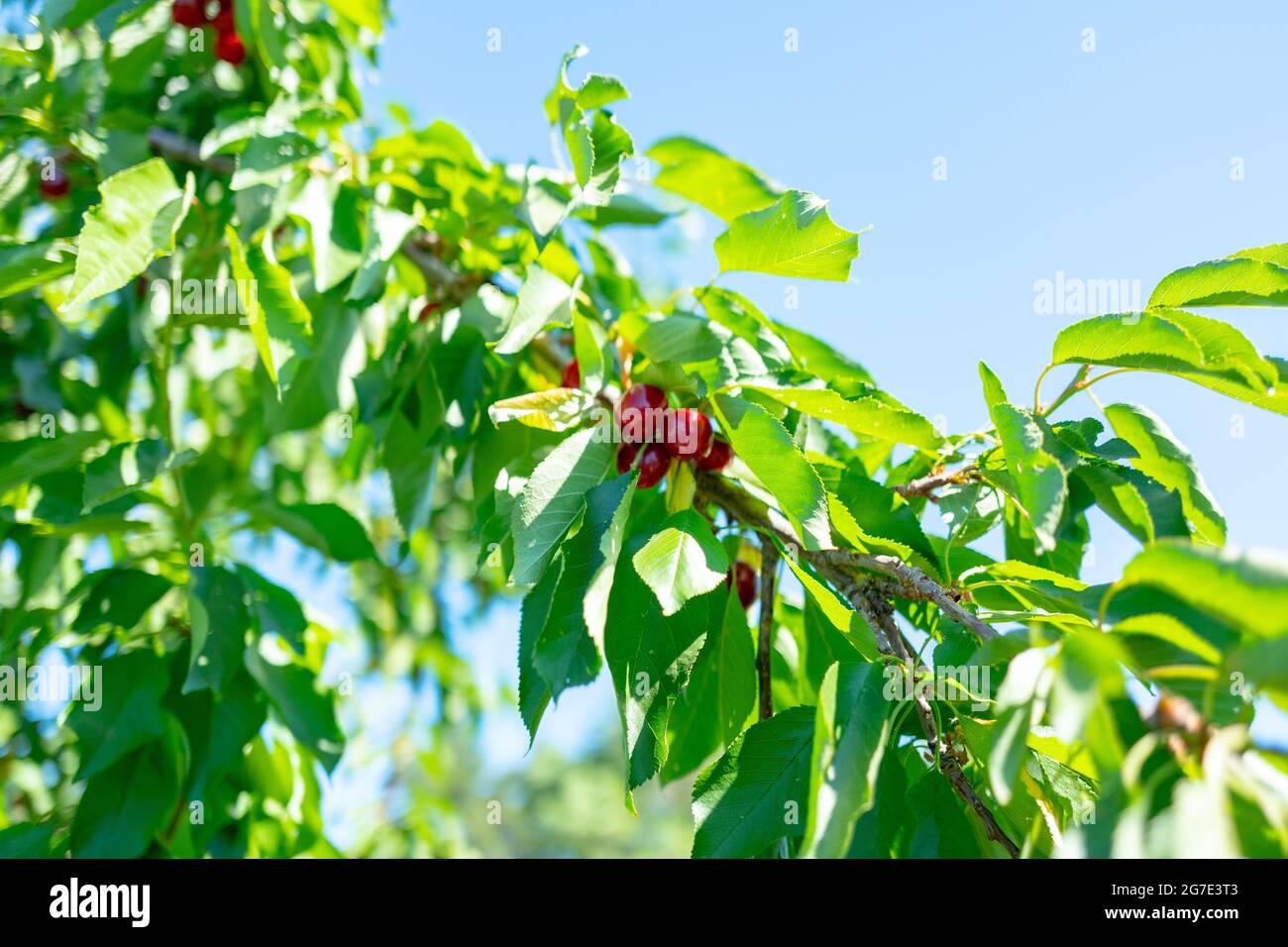 Cherry trees at Newberry Cherry Farm, a familyowned U Pick or Pick Your Own fruit farm growing