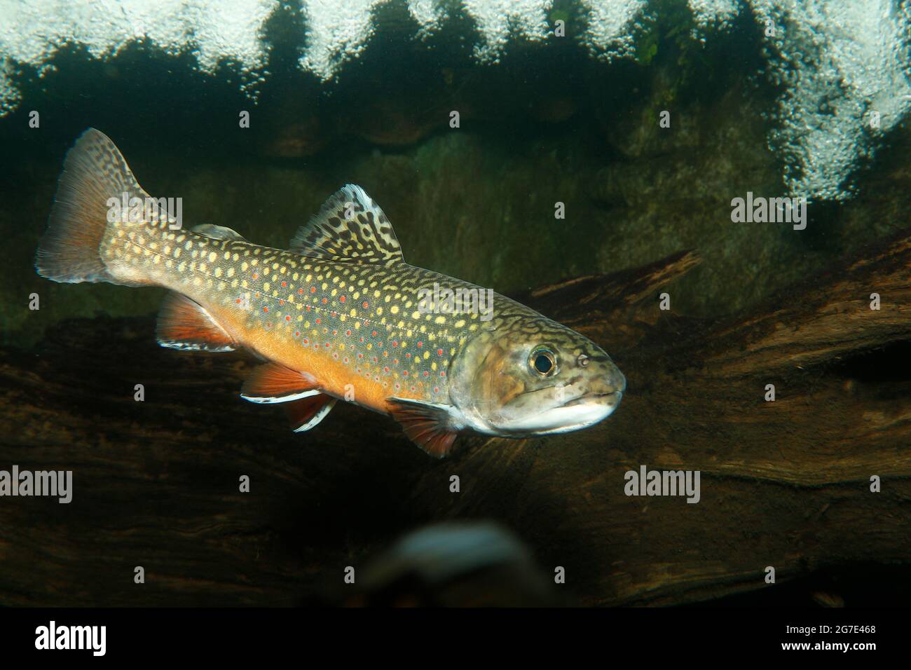 Atlantic Salmon,Salmo salar Stock Photo