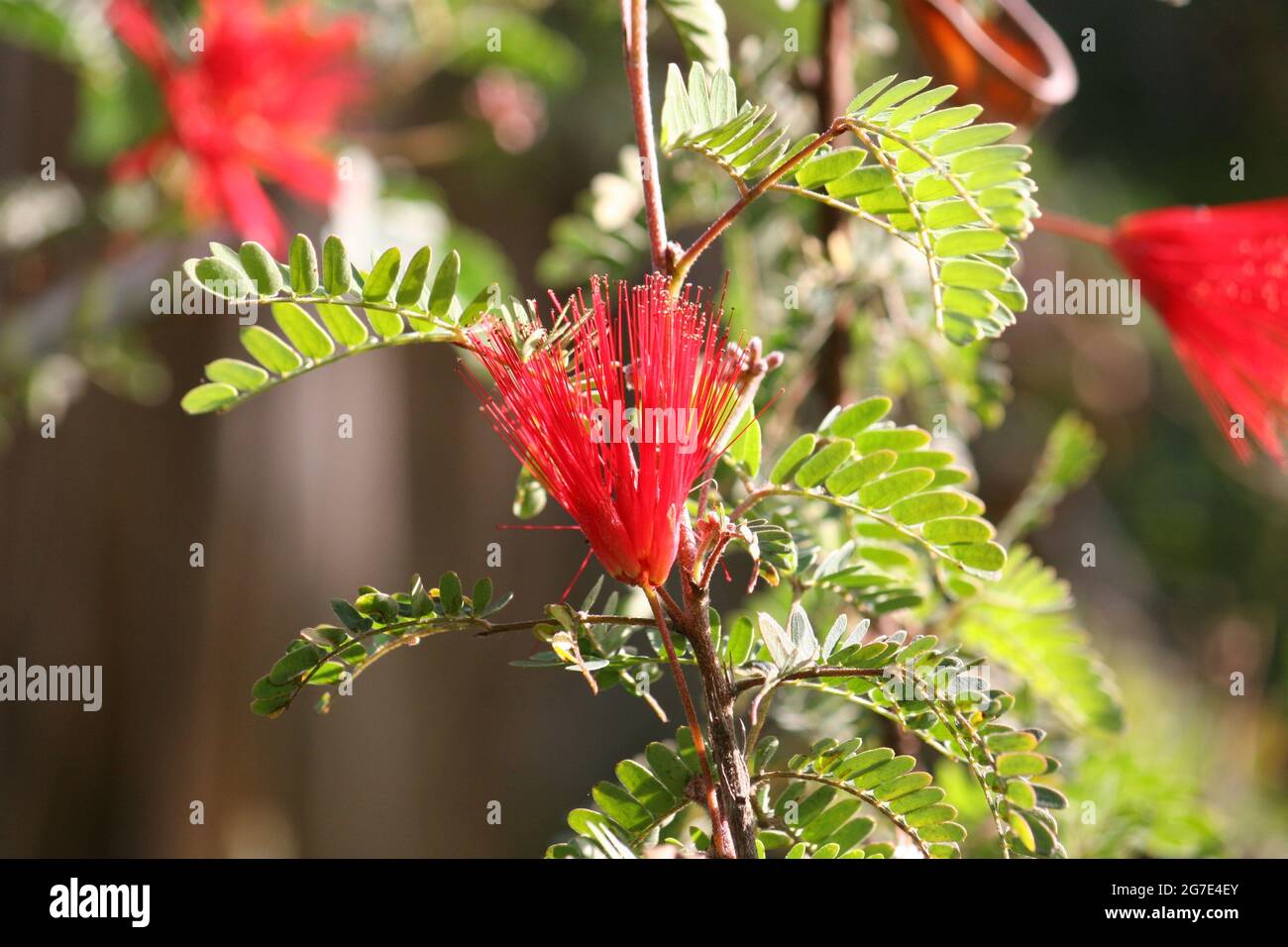 Closeup shot of red Baja fairy duster Stock Photo