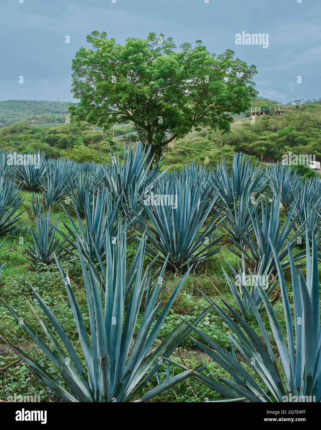 Plantation of blue agave in the field Stock Photo Alamy
