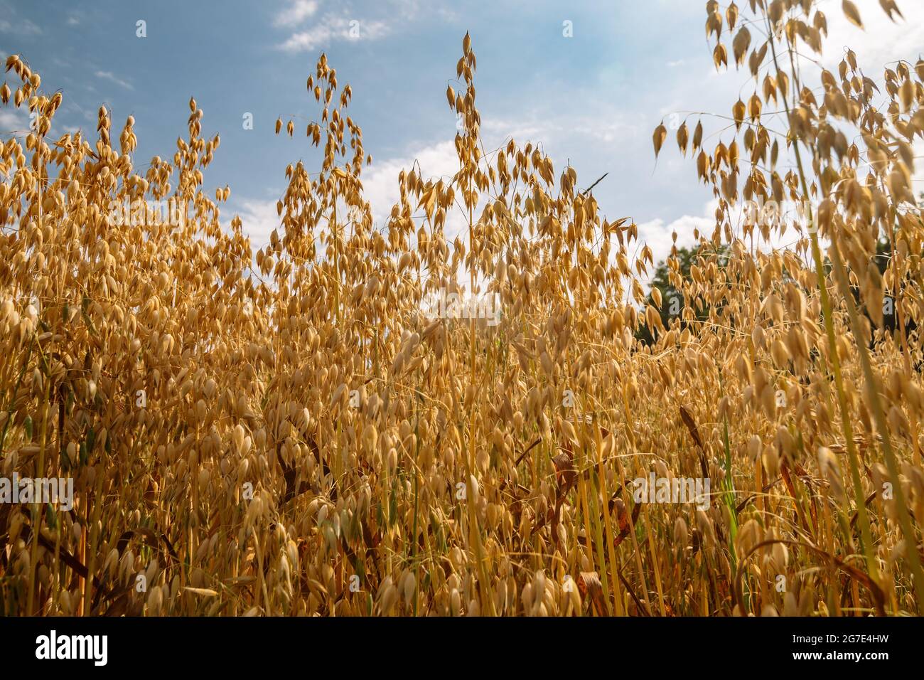 Close up of common oat growing in a oat field Stock Photo