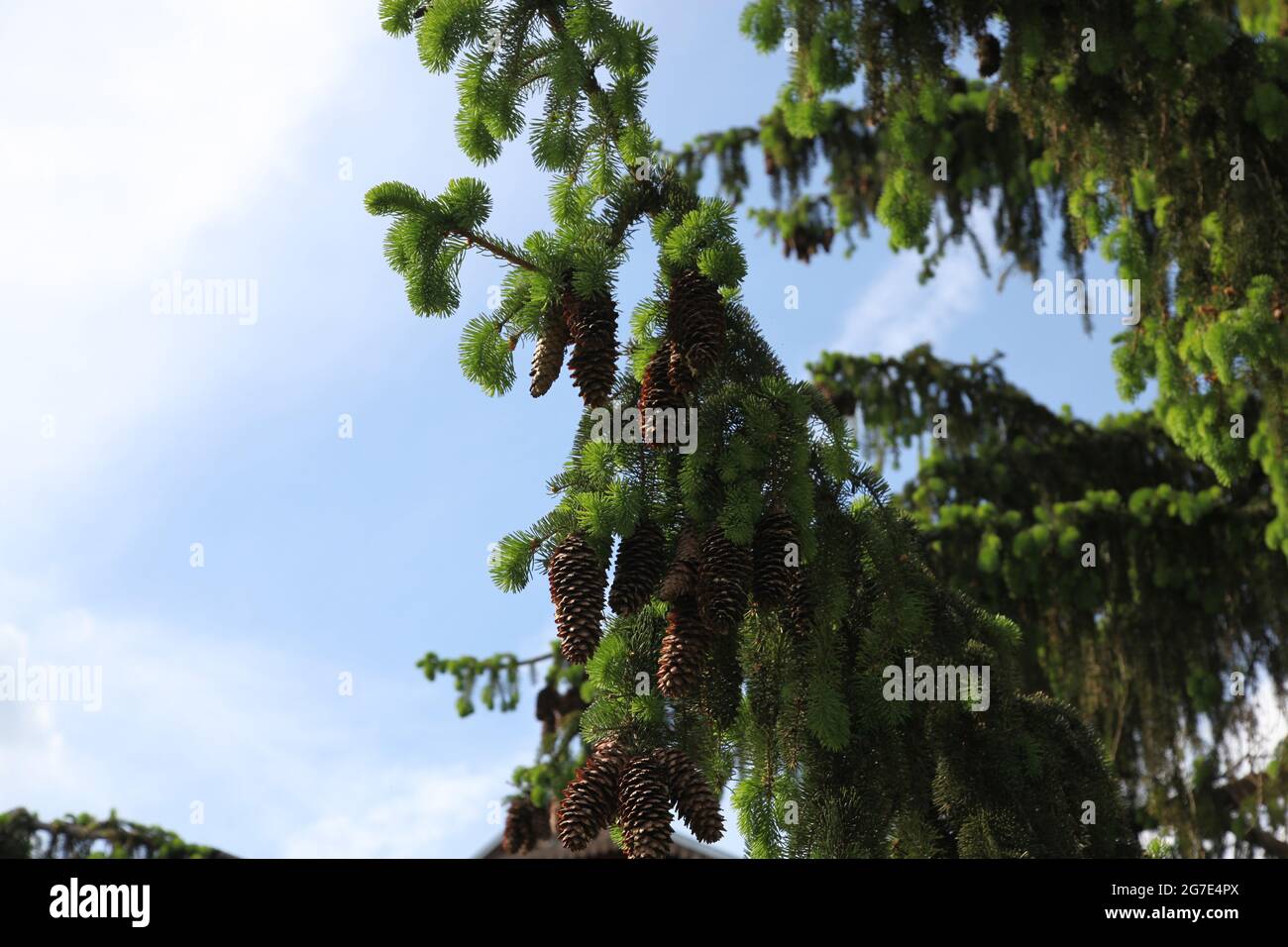 Canes of the spruce, pinaceae, picea punges, picea abies, spruce, Stock Photo