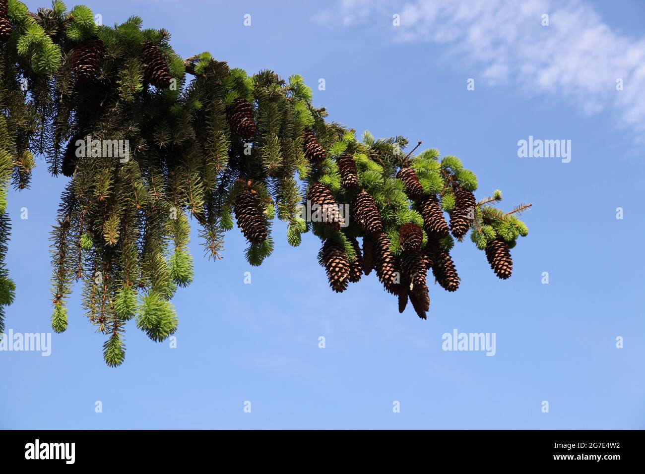 Canes of the spruce, pinaceae, picea punges, picea abies, spruce, Stock Photo