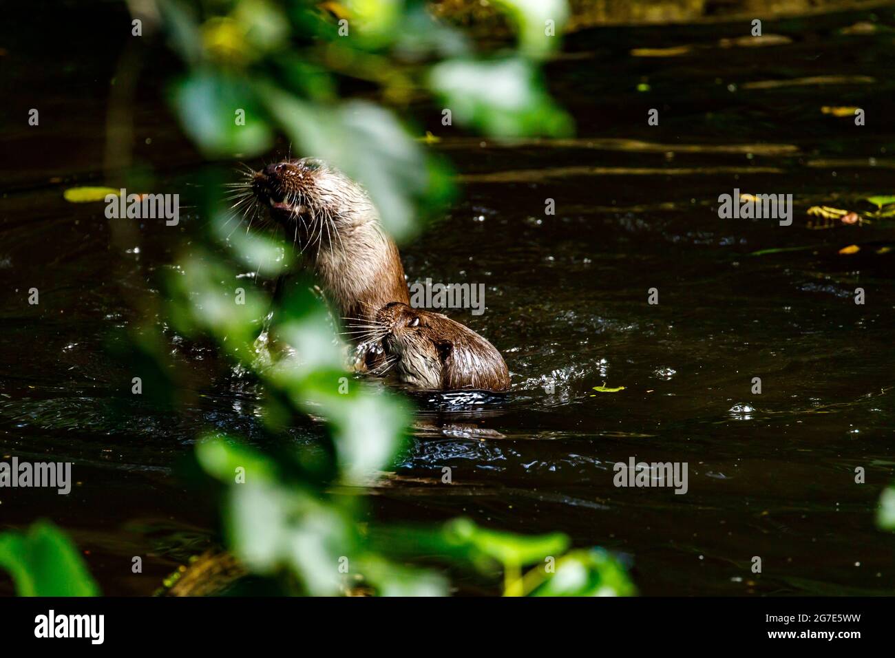 Water marten hi-res stock photography and images - Alamy Water marten hi-res stock photography and images - Alamy