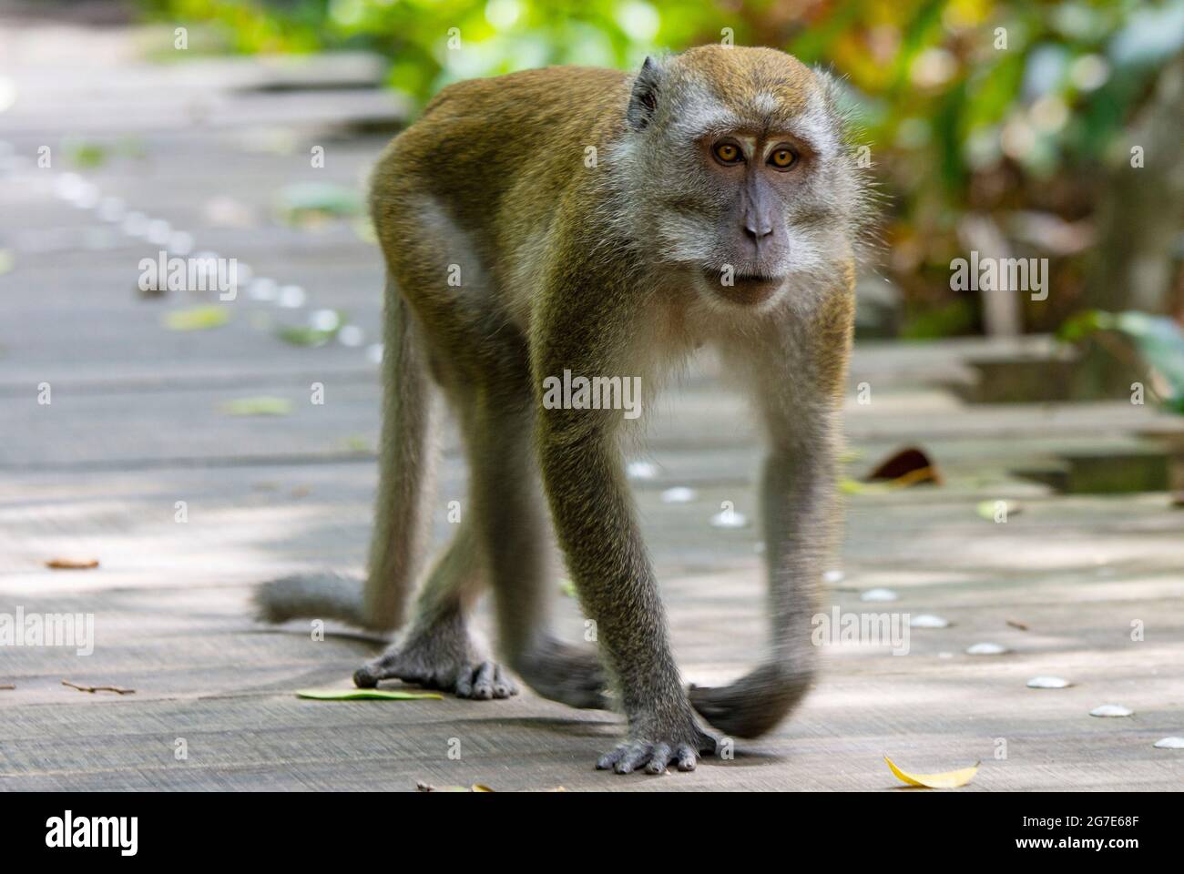 Crab-eating Macaque, Macaca fascicularis Stock Photo - Alamy