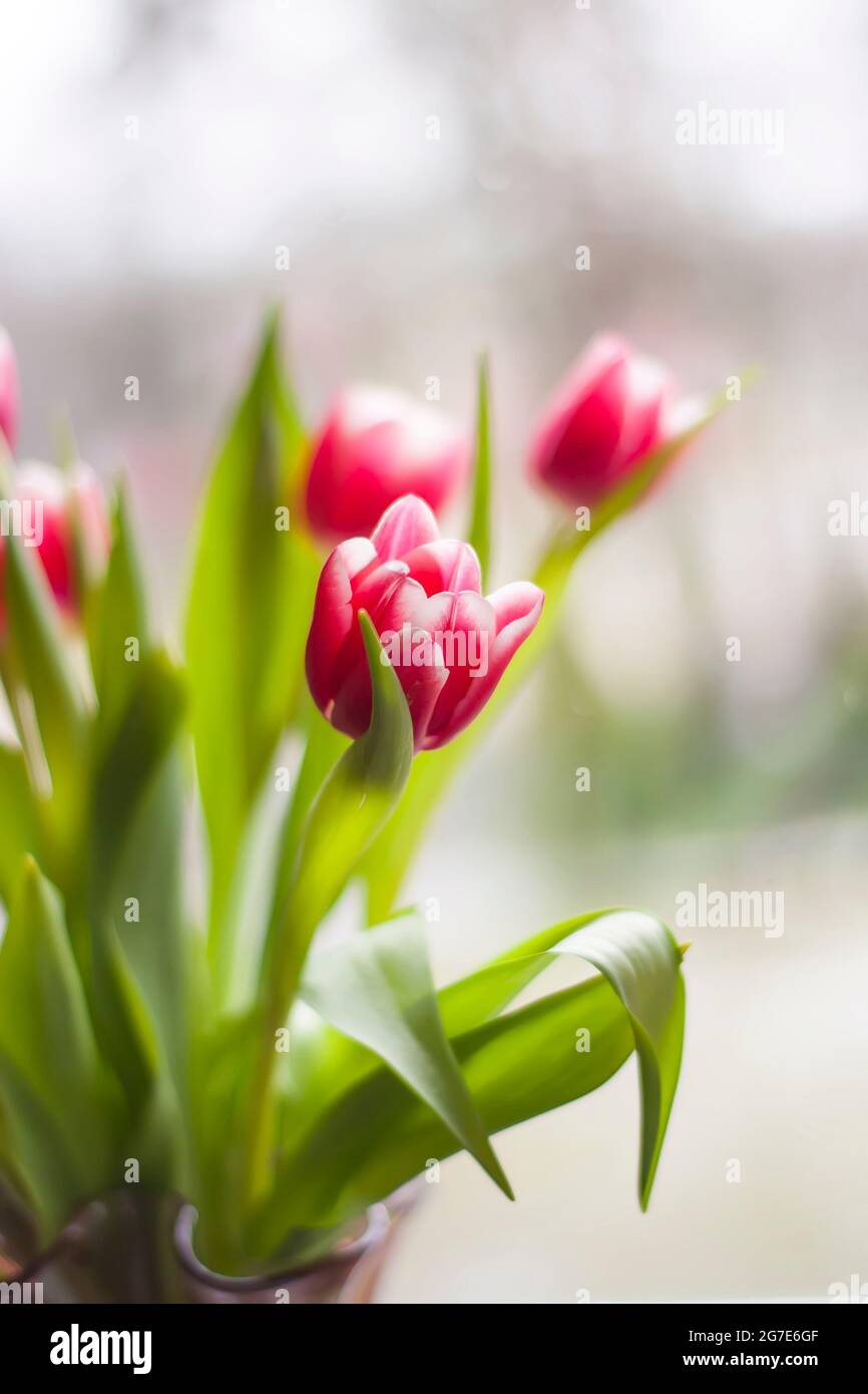 Bouquet of beautiful spring tulip flowers Stock Photo - Alamy