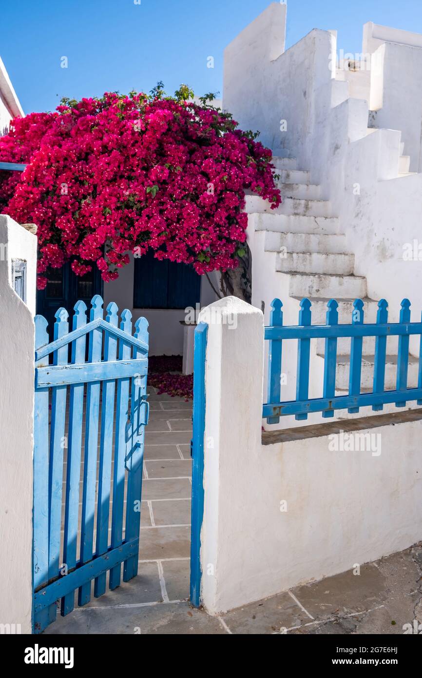 Greece. White house blue fence gate open, bougainvillea red flower and traditional narrow stone stairs in the front yard. Whitewashed walls and blue s Stock Photo