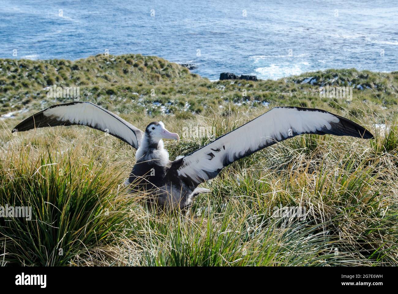 Wandering Albatross, Diomedea exulans Stock Photo