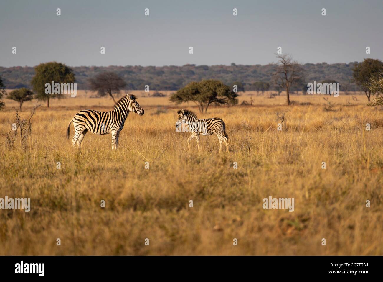 Zebra mare and foal on African plains. Stock Photo