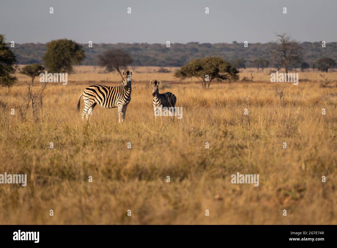 Zebra mare and foal on the open plain. Stock Photo