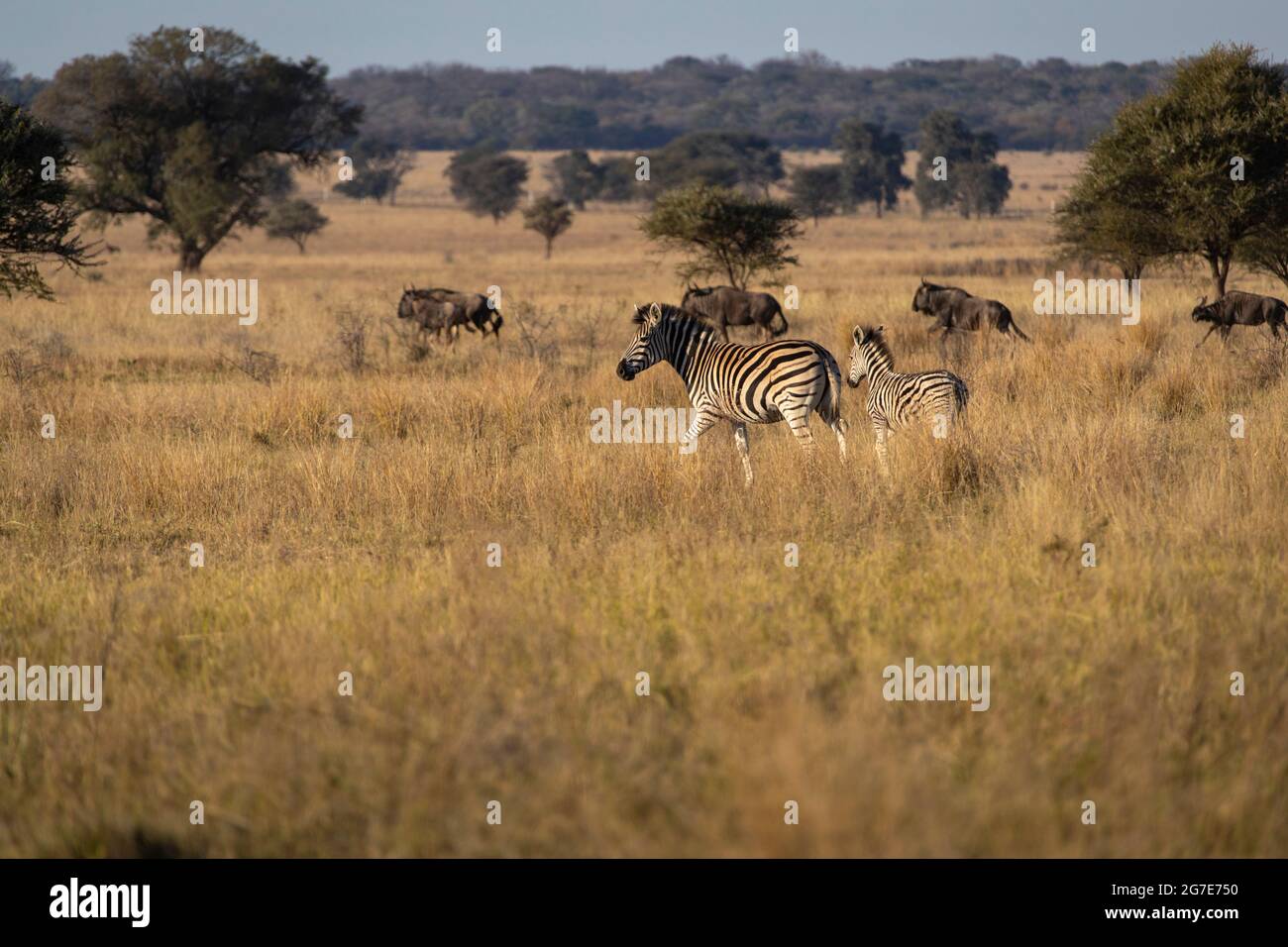 Africa savannah plains hi-res stock photography and images - Alamy