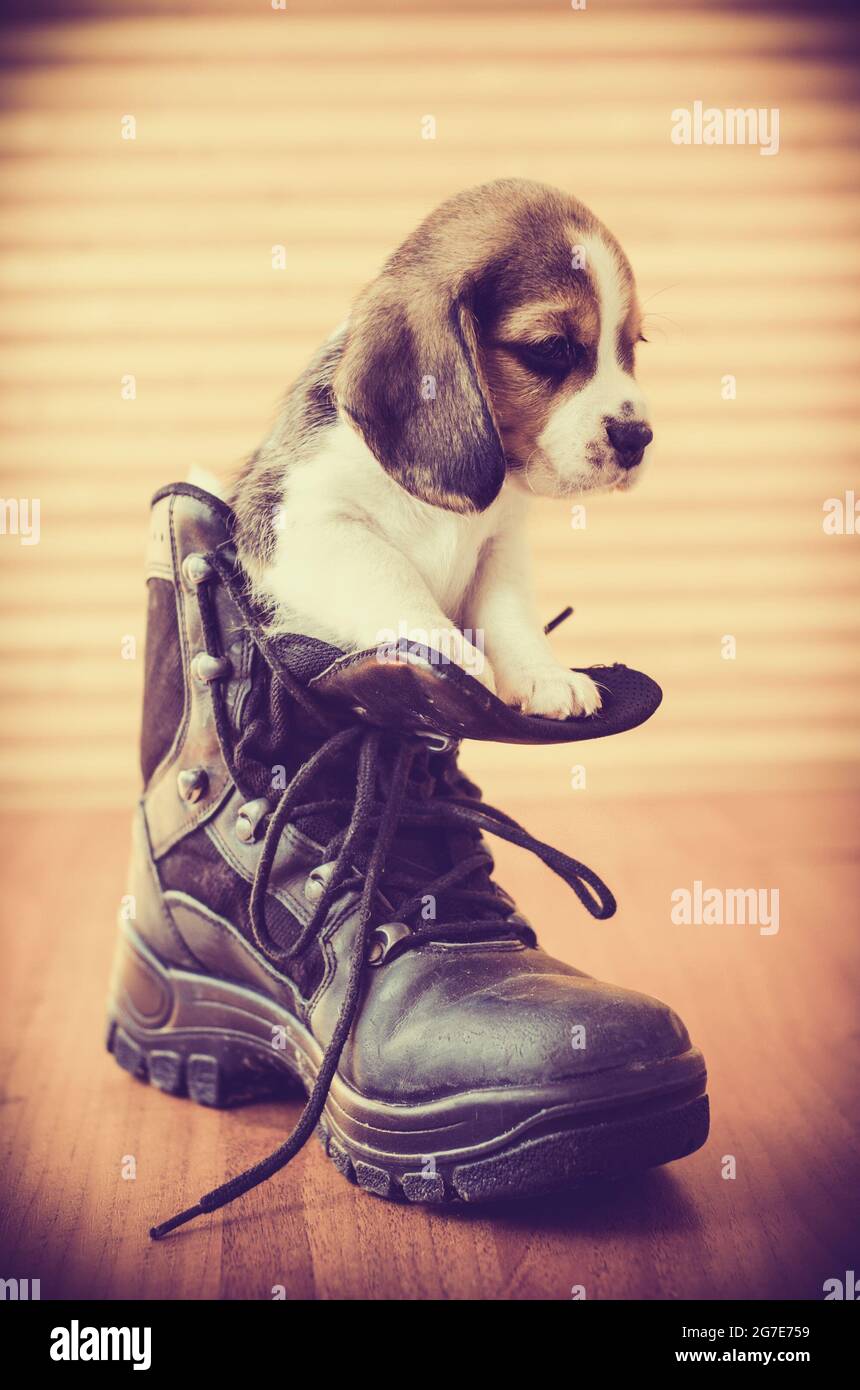 beagle boots