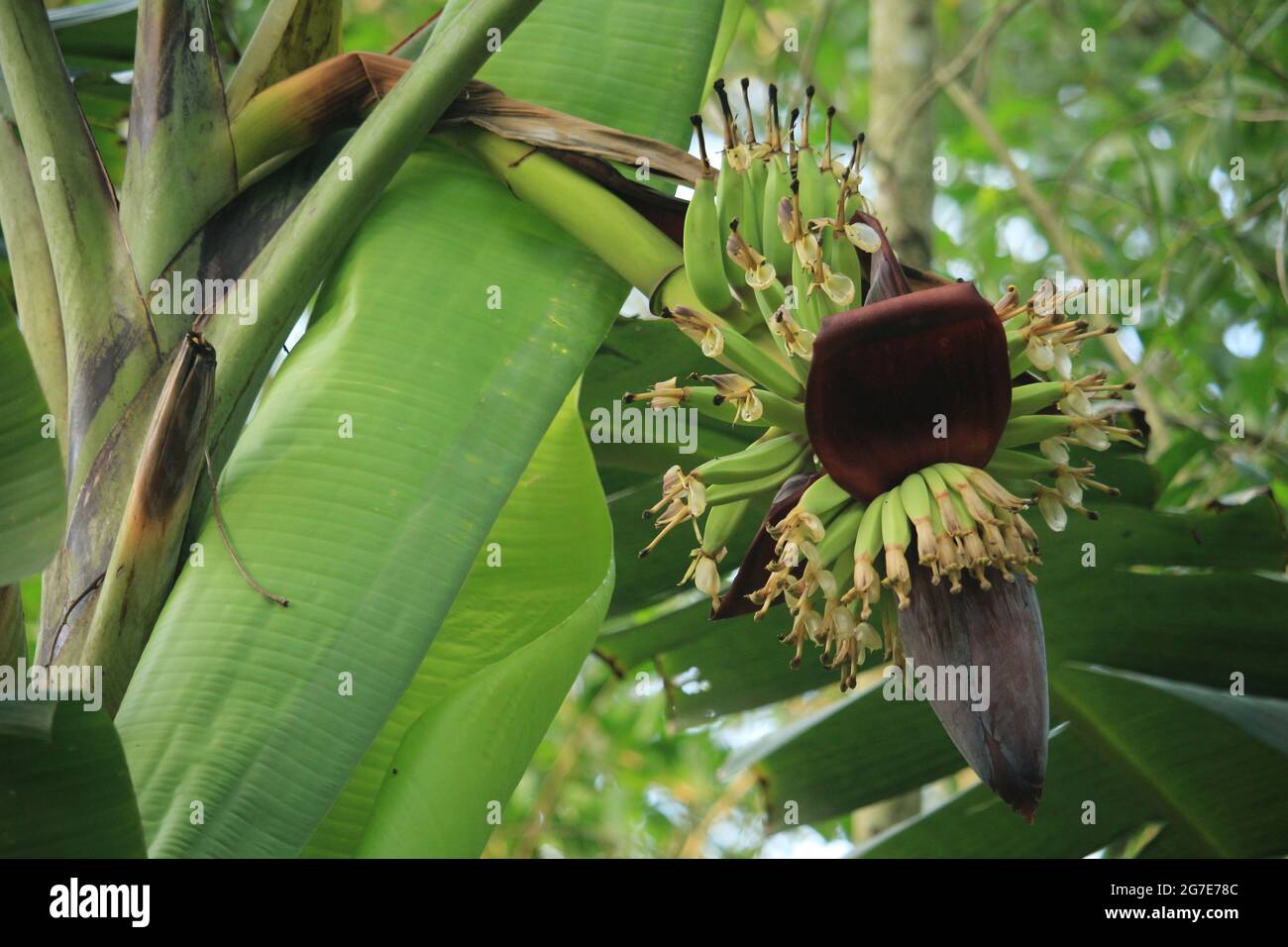 Small bananas have come out from the flowers of the banana tree Stock