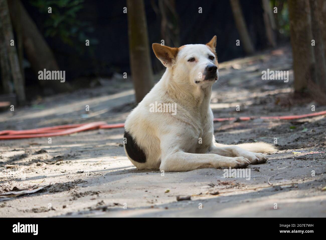 A beautiful white dog is lying on the ground Stock Photo - Alamy