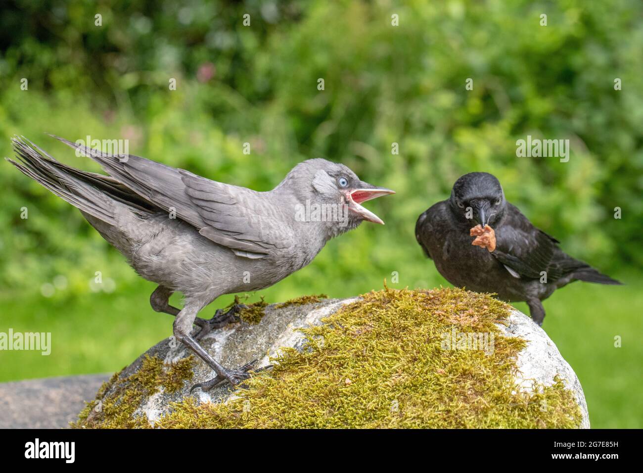 Jackdaws (Corvus monedula). Both juveniles of the year, from different nests. Grey mutation, aberrant, bird left, adopting a begging to be fed posture Stock Photo
