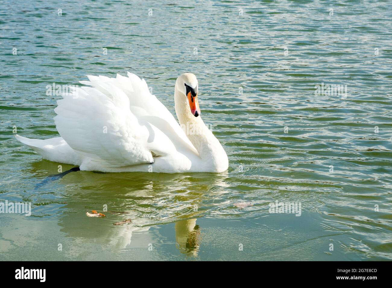 beautiful swan swimming in the pond Stock Photo - Alamy