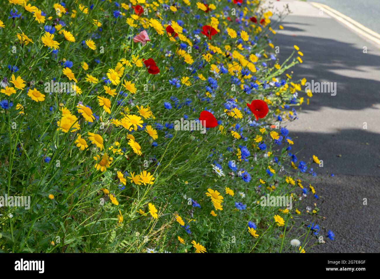 A wildflower roadside verge next to Otley Road in Baildon, West
